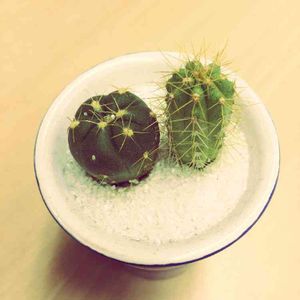 娘の植物,工夫,極小スペース,キッチン,車庫の画像