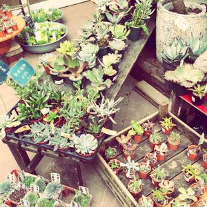 娘の植物,工夫,水面,極小スペース,切り花の画像