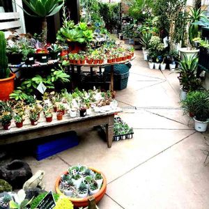 娘の植物,工夫,極小スペース,部屋の画像