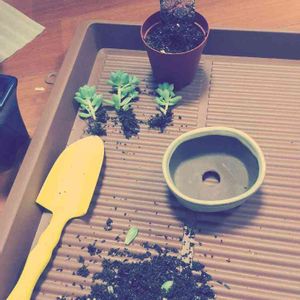娘の植物,極小スペース,寝室の画像