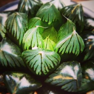 食べられる,部屋の画像