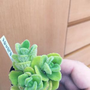立派な入口,極小スペース,無印家具,窓辺の画像