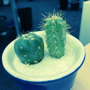 キッチンの画像