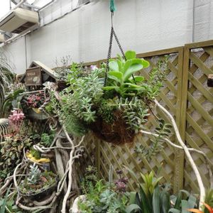 食べられる,階段/廊下の画像