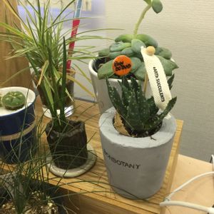 壁/天井の画像