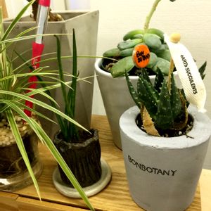 食べられる,立派な入口,部屋の画像