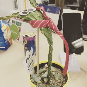 娘の植物,食べられる,立派な入口,窓辺の画像