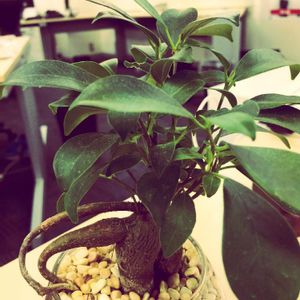 娘の植物,インテリアの画像