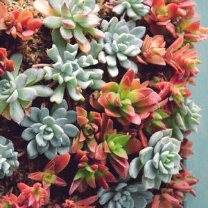 娘の植物,立派な入口,部屋の画像