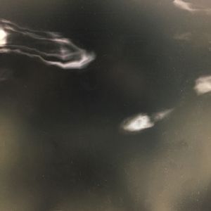 立派な入口,芽が出ました,道端の草花,部屋の画像