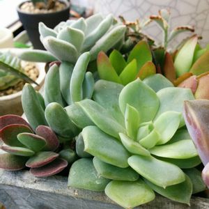 娘の植物,部屋の画像