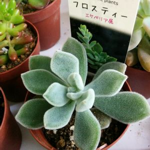 娘の植物,部屋の画像
