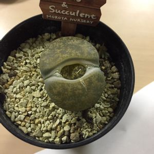 食べられる,棚の画像