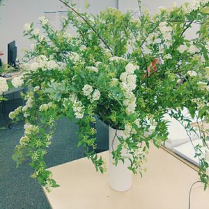 娘の植物,食べられる,立派な入口,インテリアの画像