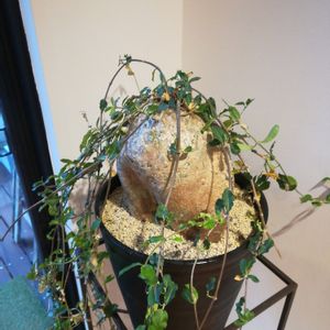 部屋の画像