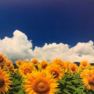 娘の植物,立派な入口,インテリアの画像