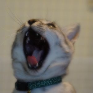 棚の画像