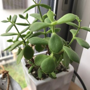 花壇,インテリアの画像