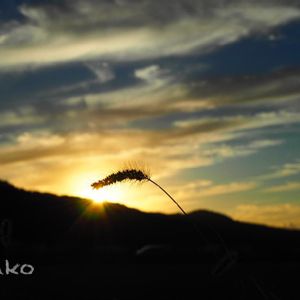 花壇,エクステリアの画像