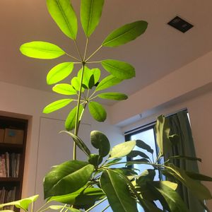 食べられる,立派な入口,部屋の画像