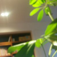 食べられる,立派な入口,ひなたぼっこ隊,リメ缶,リメイク缶の画像