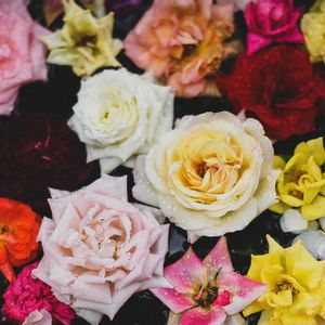 植物園,株分け前,南国,junk,セリアの画像