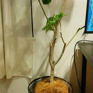 部屋の画像