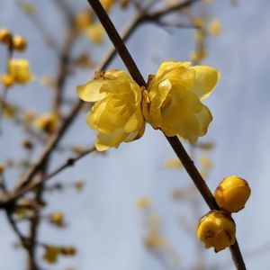 食べられる,立派な入口,小さな庭の画像
