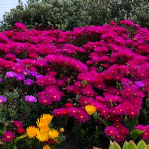 植物園,かわいい,junk,セリア,蚤の市の画像