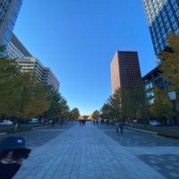 ケヤキの画像