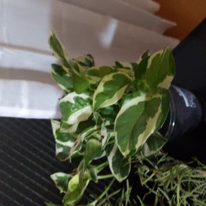 立派な入口,バルコニー/ベランダ,フェンスの画像