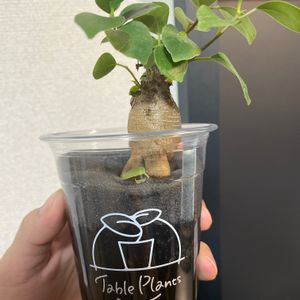 食べられる,キッチン,フェンスの画像