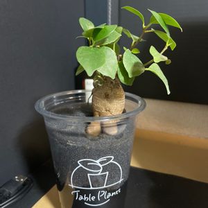 食べられる,立派な入口,わたしの多肉植物寄せ植え,広い庭の画像