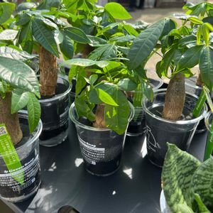 夏野菜フォトコン〜植付け&育成編〜,階段/廊下の画像