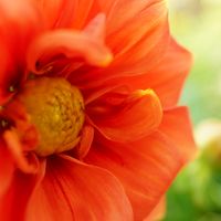 薔薇の画像