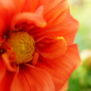 薔薇の画像