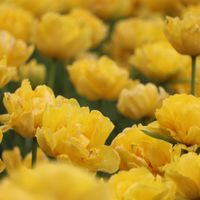 ユキワリソウ,食べられる,バス停の花の画像