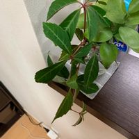 コチョウランの画像