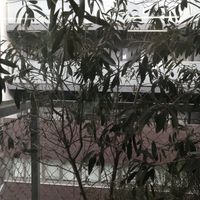 オリーブ,クコの赤い実,立派な入口,窓辺の画像
