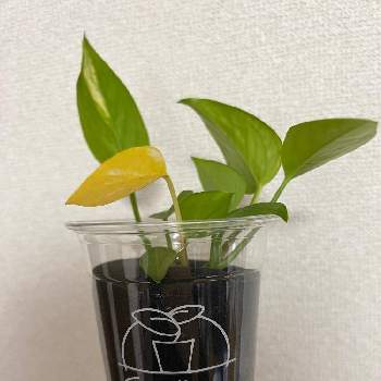 生命力が強いの画像