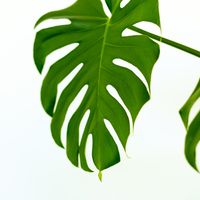 ハゴロモギク,スズラン,このツルの地下にはもう長い芋が。ヤマノイモの花、やがて三又のペラペラの実がの画像