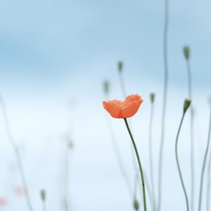 アリウム,アリウム,インテリアの画像