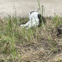 アリウム,トケイソウ,パキラ,ヒマワリ,街路樹の葉の画像
