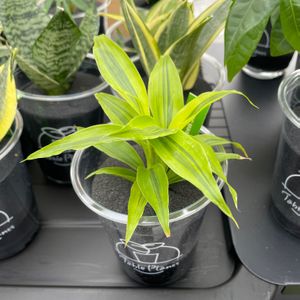 多肉植物,部屋の画像