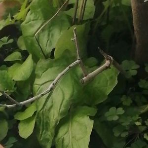 アジアンタムの画像