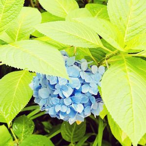 紫陽花,紫陽花,ひまわり,キッチンの画像