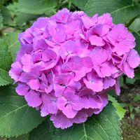 アジサイの画像
