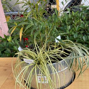 多肉植物,多肉植物,部屋の画像