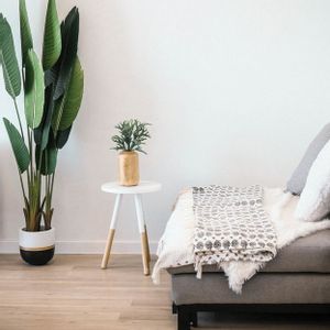 アークトチス,バロック,adidas,部屋,バルコニー/ベランダの画像