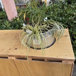 街路樹の葉,多肉植物,ハイドロカルチャー,デブ活,夏野菜フォトコン〜植付け&育成編〜の画像